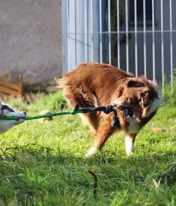 Pension semaine - Cani-camp