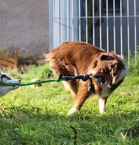 Pension semaine - Cani-camp
