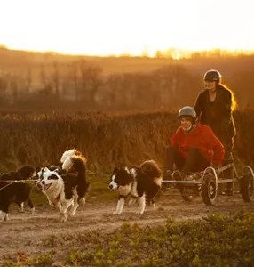 Promenade en traîneau (1h)