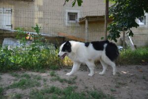 Pension en box individuel