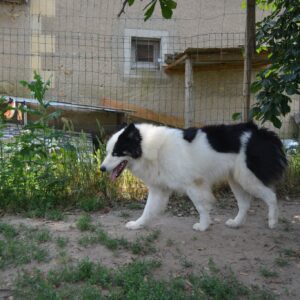 Pension en box individuel