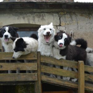 Pension demi-journée - Hors Vacances et Week-End