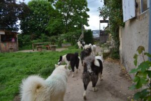 Pension test Wood'Cie